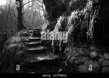 Ghostly very old steps cut into the hillside of Kennall Vale leading to the gunpowder mills. Wet greenery drapes over the stone wall for a fairy feel. Stock Photo