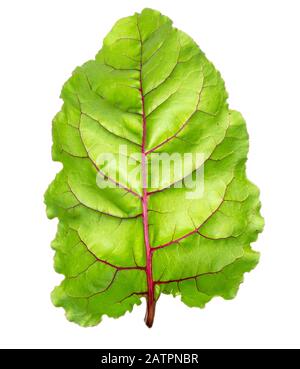 Beet leaves. Beetroot leaves, fresh beet leaf isolated on white background. Stock Photo