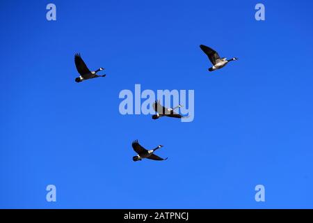A flock of 4 Canadian geese flying in formation with a blue sky. Scottsdale, Arizona. Stock Photo