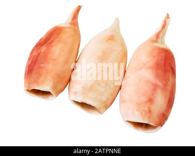 Squid tube boiled. Cooked squid fillet isolated on white background. Seafood. Stock Photo