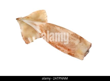 Squid Tubes. Fresh Calamari Steaks. Pacific Squid Fillet. Squid fillet isolated on white background. Seafood. Stock Photo