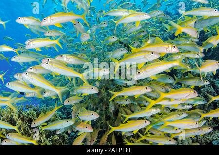 schooling yellowfin goatfish, Mulloidichthys vanicolensis, Hurghada, Egypt, Red Sea, Indian Ocean Stock Photo