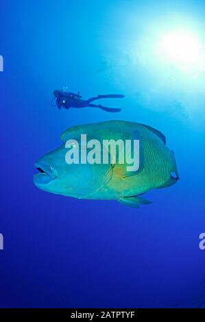 humphead wrasse or Napoleon Fish, Cheilinus undulatus, and scuba diver, Little Brother, Brother Islands, Egypt, Red Sea, Indian Ocean, MR Stock Photo