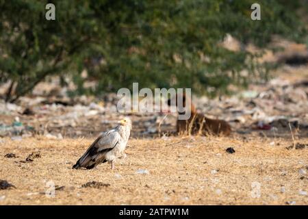 Egyptian vulture or Neophron percnopterus at jorbeer conservation reserve, bikaner, rajasthan, india Stock Photo