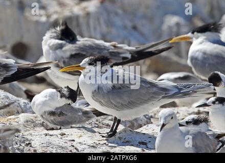 Greater Crested Tern (Thalasseus bergii bergii) adults resting with Common Terns on rock  Western Cape, South Africa                    November Stock Photo