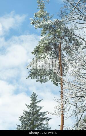 Snow covered pine trees in a forest on winter day blue sky. Copy space Stock Photo
