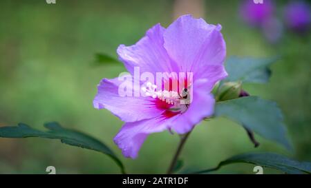 Honey bee apis collecting pollen nectar on purple hibiscus flower in garden Stock Photo