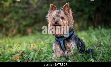 Cute adorable Yorkshire Terrier Yorkie sitting on grass, clovers Stock Photo