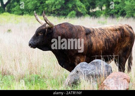 Texas Longhorn bull at the Wichita Mountains National Wildlife Refuge near Lawton, Oklahoma Stock Photo