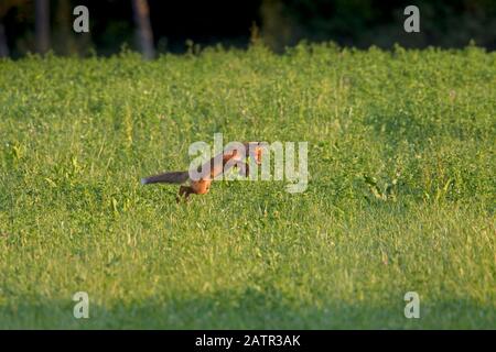 Juvenile red fox (Vulpes vulpes) hunting mice by leaping through the air and pouncing upon the rodent in meadow at dusk Stock Photo