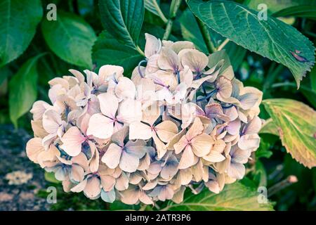 view of white hydrangea flower.Seasonal background Stock Photo