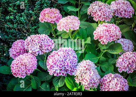 green garden with red and purple hydrangeas flowers Stock Photo