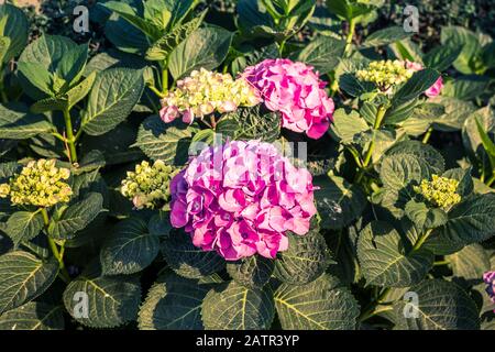 top view of pink hydrangeas blooming on a bed of green leaves Stock Photo