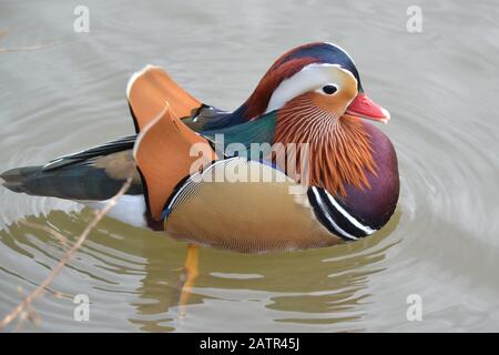 Single Male Mandarin Duck - Aix Galericulata - Beautiful Colours - Native To East Asia - Waterfowl On A Lake In North Yorkshire - UK Stock Photo
