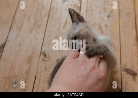 Angry small light gray kitten biting man hand. Purebred six weeks old Siamese cat with blue almond shaped eyes on wooden floor background Stock Photo
