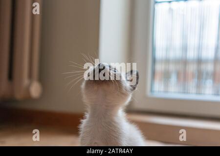Small light gray kitten looking up. Purebred six weeks old Siamese cat with blue almond shaped eyes on living room background Stock Photo