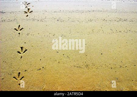 Bird track or footprints on the wet sand. Crow trace on the ground Stock Photo