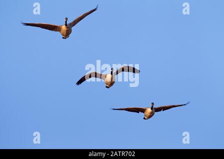 Three Canada geese (Branta canadensis) in flight against blue sky Stock Photo
