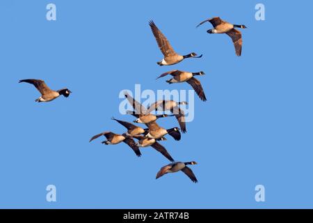 Flock of Canada geese (Branta canadensis) in flight against blue sky Stock Photo