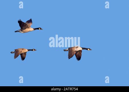 Three Canada geese (Branta canadensis) in flight against blue sky Stock Photo