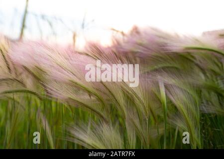 Mat grass. Feather Grass or Needle Grass, Nassella tenuissima, forms already at the slightest breath of wind filigree pattern. Stock Photo