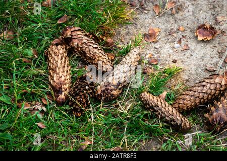 Some fir / pine cones lying on the ground. Stock Photo
