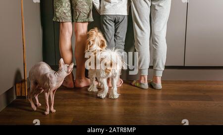 The family prepares food in the kitchen. Hungry cat and dog are waiting for food Stock Photo