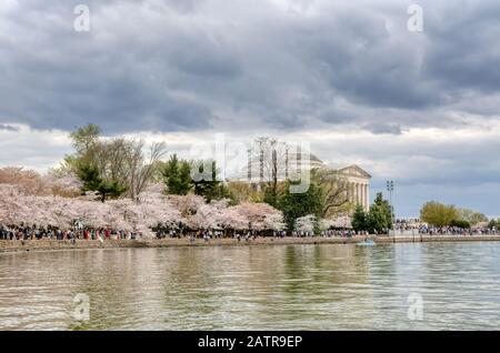 Washington D.C., USA - April 6, 2019: Tens of Thousands of Tourists Throng the Jefferson Memorial in the Tidal Basin in Washington DC for the Annual C Stock Photo