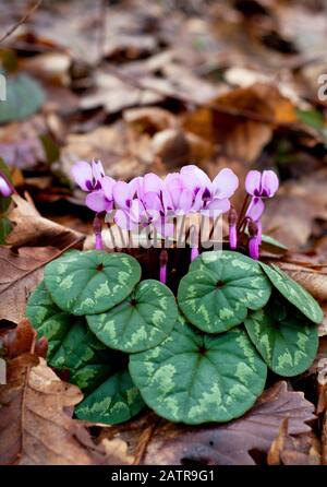 Clouse-up of spring blooms of pink cyclamens in the forest. Primroses ...