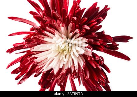 Red and white flower isolated on white background Stock Photo