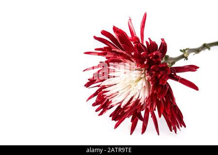 Red and white flower isolated on white background Stock Photo