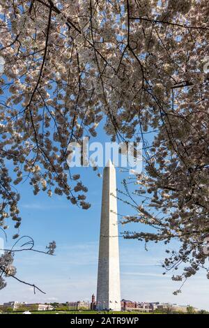 Washington D.C., USA - April 6, 2019: The Washington Monument in Washington DC Framed by Cherry Blossoms During the Annual Festival Stock Photo