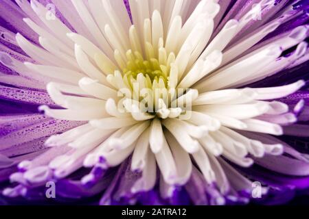 Green flower background Stock Photo