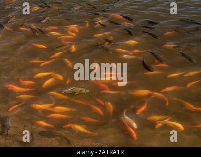Concept with one brown fish determinedly swimming against the flow of the other gold fish Stock Photo