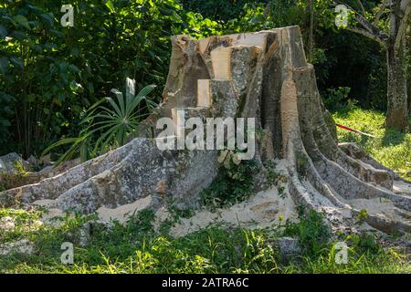 Tree stump of large tropical tree cut into steps after the main trunk was removed by saws Stock Photo