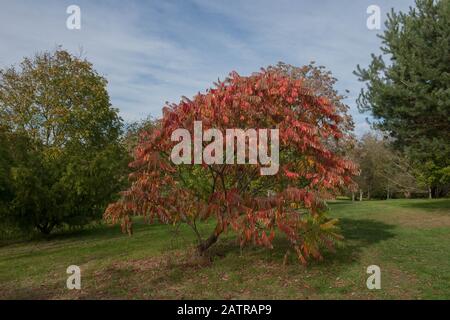 Brightly Coloured Autumn Leaves of the Deciduous Stag's Horn Sumach Tree (Rhus typhina 'Sinrus') in a Park in Rural Surrey, England, UK Stock Photo