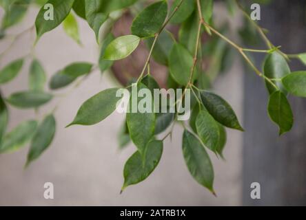 Living green branch over concrete wall background Stock Photo