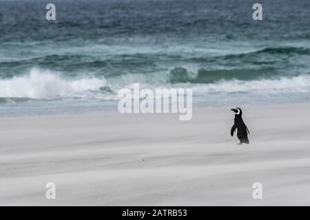 Lonely Magellanic penguin, Spheniscus magellanicus, standing in a sandstorm on the shore of Saunders Island, Falkland Islands, South Atlantic Ocean Stock Photo