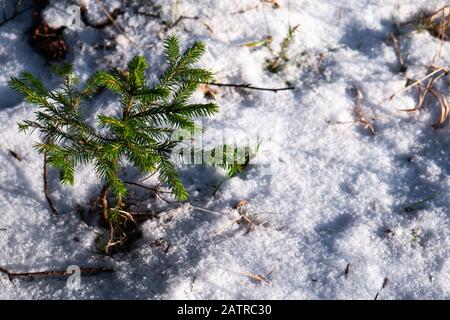A small conifer tree grows in the forest in winter. Stock Photo