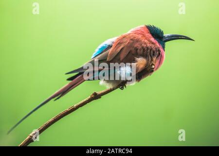 A Northern Carmine Bee-Eater Merops nubicus. This african bird eating is made up primarily of bees and other flying insects, such as grasshoppers and Stock Photo