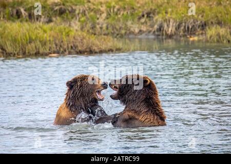 Boar (male) and sow (female) bears playing in water, Alaska Wildlife Conservation Centre, South-central Alaska Stock Photo