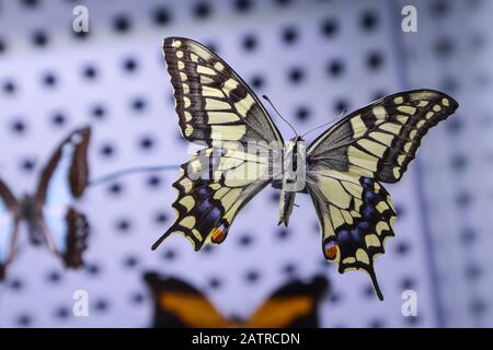 A detail picture of the colorful swallowtail butterfly from the butterfly collection. Stock Photo