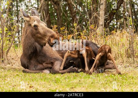 Twin moose calves (Alces alces) try desperately to get under the cow to get more milk from her, South-central Alaska Stock Photo