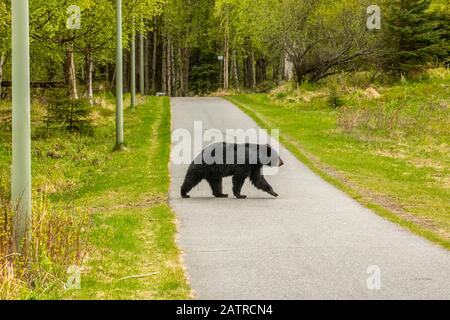 A mature Black bear (Ursus americanus) crosses a bike trail in Kincaid Park in Anchorage, South-central Alaska Stock Photo