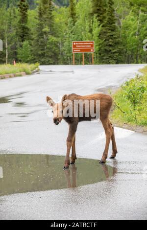 moose Alces alces calf in Denali National Park interior Alaska Stock ...