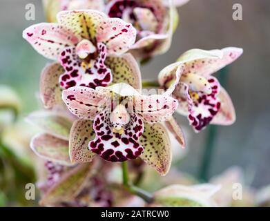 A close-up of Cymbidium Orchids, purple speckled orchids in the Kew Orchid Festival 2020: Indonesia.  London, UK Stock Photo