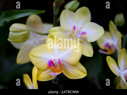 A close-up of pink and yellow orchids at the Kew Orchid Festival  2020: Indonesia  London, UK Stock Photo