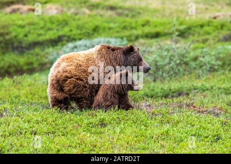 Grizzly bear (Ursus arctos horribilis) sow and cub on tundra, Denali National Park and Preserve; Alaska, United States of America