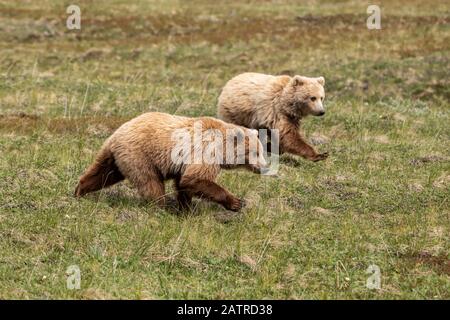 A pair of immature grizzly cubs (Ursus arctos horribilis) run together to catch up with mom feeding ahead, Denali National Park and Preserve Stock Photo