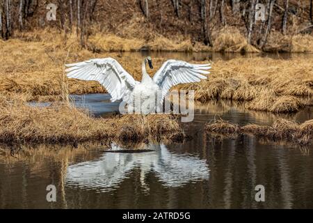 A Trumpeter swan (Cygnus buccinator) standing with wings spread and reflected in a pond across from Tern Lake, having just migrated into Alaska to ... Stock Photo